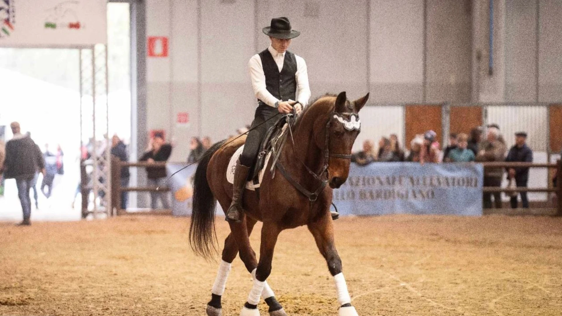Pagina nera per il cavallo pentro molisano. Promesse disattese e niente Fiera Cavalli di Verona.